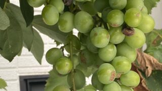 ブドウ?マスカット?巨峰?